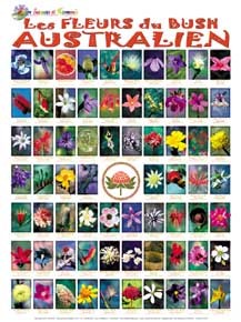 Poster : fleurs du bush australien