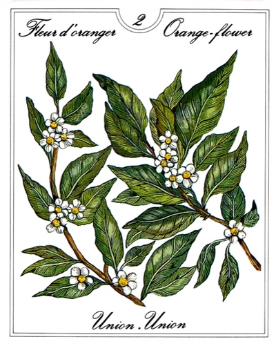 Tarot des Fleurs