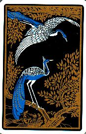Ibis
