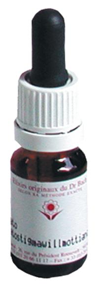 Élixir floral N° 20  – Mimulus