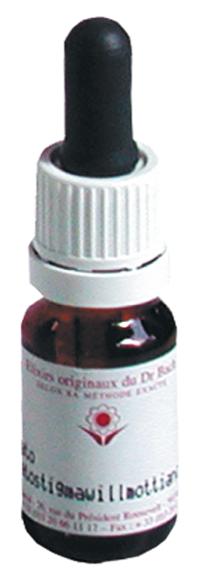 Élixir floral N° 17  – Hornbeam