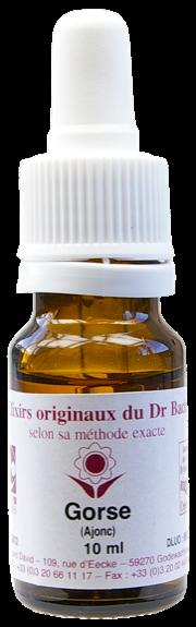 Élixir floral N° 13  – Gorse