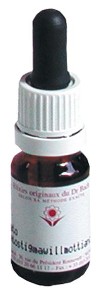 Élixir floral N° 24  – Pine
