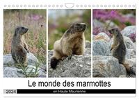 LE MONDE DES MARMOTTES EN HAUTE MAURIENNE (CALENDRIER MURAL 2024 DIN A4 VERTICAL), CALVENDO CALENDRI