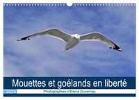 MOUETTES ET GOELANDS EN LIBERTE (CALENDRIER MURAL 2024 DIN A3 VERTICAL), CALVENDO CALENDRIER MENSUEL