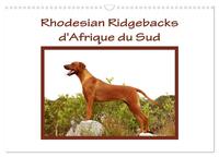 RHODESIAN RIDGEBACKS D'AFRIQUE DU SUD (CALENDRIER MURAL 2024 DIN A3 VERTICAL), CALVENDO CALENDRIER M