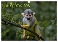 LES PRIMATES (CALENDRIER MURAL 2024 DIN A3 VERTICAL), CALVENDO CALENDRIER MENSUEL - RETROUVEZ LES PO