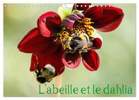 L'ABEILLE ET LE DAHLIA (CALENDRIER MURAL 2024 DIN A4 VERTICAL), CALVENDO CALENDRIER MENSUEL - LE DAH