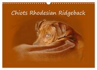 CHIOTS RHODESIAN RIDGEBACK (CALENDRIER MURAL 2024 DIN A3 VERTICAL), CALVENDO CALENDRIER MENSUEL - PH