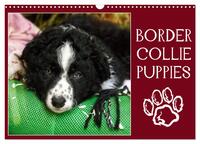 BORDER COLLIE PUPPIES (CALENDRIER MURAL 2024 DIN A3 VERTICAL), CALVENDO CALENDRIER MENSUEL - PHOTOS