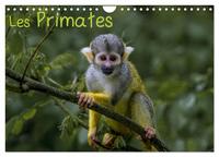 LES PRIMATES (CALENDRIER MURAL 2024 DIN A4 VERTICAL), CALVENDO CALENDRIER MENSUEL - RETROUVEZ LES PO