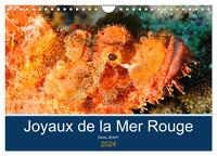 JOYAUX DE LA MER ROUGE (CALENDRIER MURAL 2024 DIN A4 VERTICAL), CALVENDO CALENDRIER MENSUEL - DECOUV