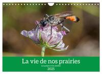 LA VIE DE NOS PRAIRIES - LES GUEPES ET LES ABEILLES (CALENDRIER MURAL 2025 DIN A4 VERTICAL), CALVEND