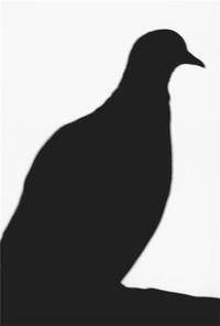 Marianne Muller The Flock /anglais