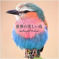 Beautifuls Birds /JAPONAIS