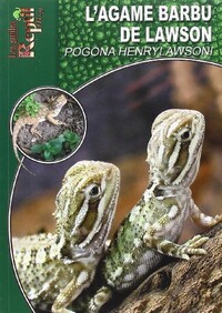 L'AGAME BARBU DE LAWSON - POGONA HENRYLAWSONI