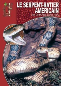 Les serpents-ratiers à queue lignée - Orthriophis taeniurus, Elaphe taeniura
