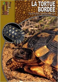 La tortue bordée - Testudo marginata