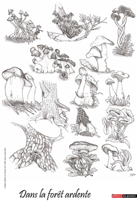 DANS LA FORET ARDENTE