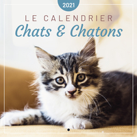 Le calendrier des Chats & Chatons 2021