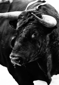 SANGRE DE REYES (VERSION EN ESPAGNOL) /ESPAGNOL