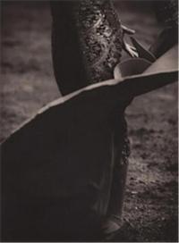 Michael Crouser Los Toros /anglais