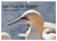 Fous de Bassan - Grands oiseaux marins (Calendrier mural 2027 DIN A3 vertical), CALVENDO calendrier mensuel