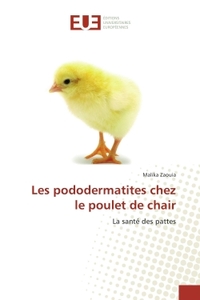 Les pododermatites chez le poulet de chair