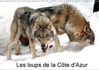 LES LOUPS DE LA COTE D AZUR CA