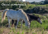 CHEVAL CAMARGUAIS CALENDRIER M