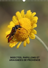 INSECTES PAPILLONS ET ARAIGNEE