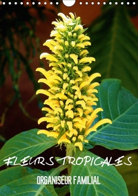 FLEURS TROPICALES ORGANISEUR F