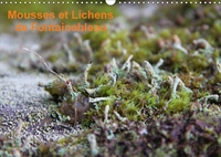 MOUSSES ET LICHENS DE FONTAINE