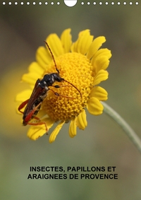 INSECTES PAPILLONS ET ARAIGNEE