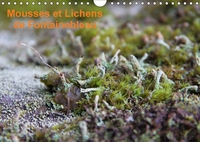MOUSSES ET LICHENS DE FONTAINE