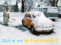 Qui A Vu La Coccinelle ?