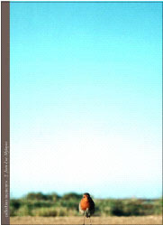 LES OIES SAUVAGES RIAIENT ET DIEU S'ENDORMIT TOT