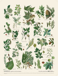 Planche Arbres 30 x 40