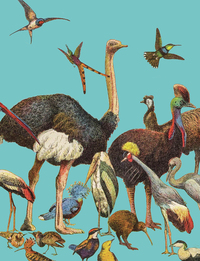 Petit carnet Oiseaux