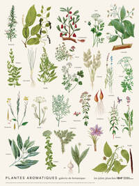 Planche Plantes aromatiques 30 x 40