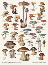 Planche Champignons 30 x 40