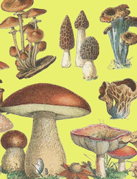 Petit carnet Champignons