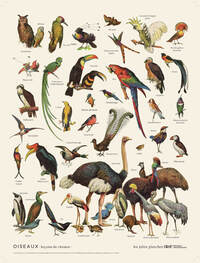 Planche Oiseaux 30 x 40