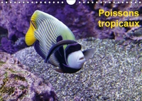 POISSONS TROPICAUX CALENDRIER