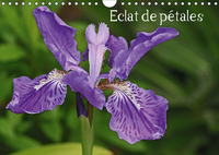 ECLAT DE PETALES CAL
