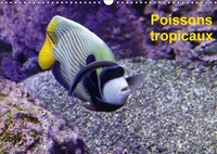 POISSONS TROPICAUX CALENDRIER