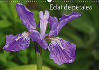 ECLAT DE PETALES CAL
