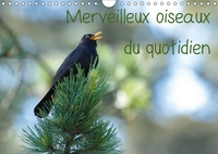 MERVEILLEUX OISEAUX DU QUOTIDI