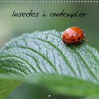 INSECTES A CONTEMPLER CALENDRI