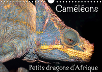 CAMELEONS PETITS DR